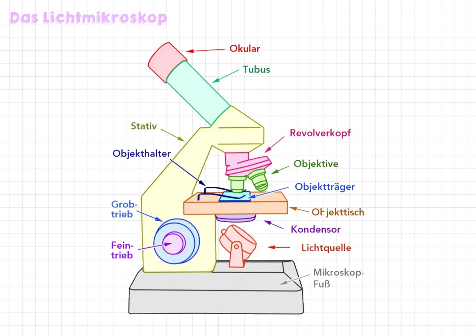 # Mikroskop-Typen

|                   | Cichtmikroskop          | Elektronen mikroskop    | Rosterelektronen mikroshop | STED-Mikroskop    