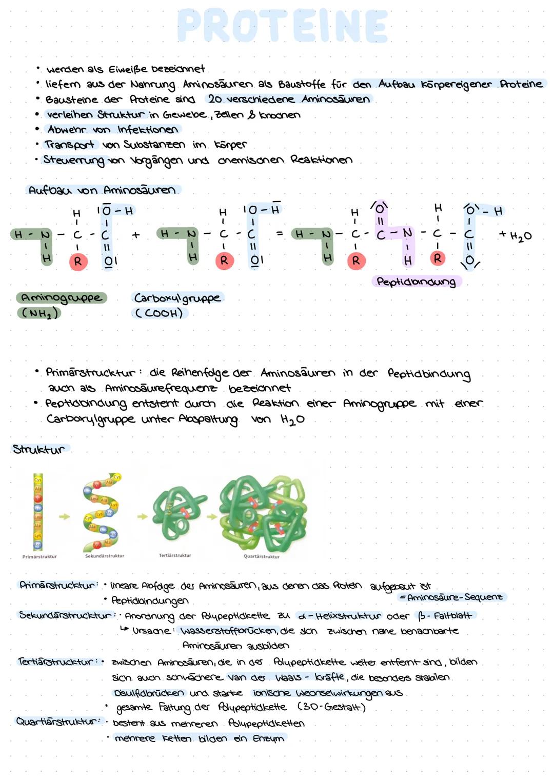 PROTEINE
• werden als Eiweiße bezeichnet.
• liefem aus der Nahrung Aminosäuren als Baustoffe für den Aufbau körpereigener Proteine
• Baustei