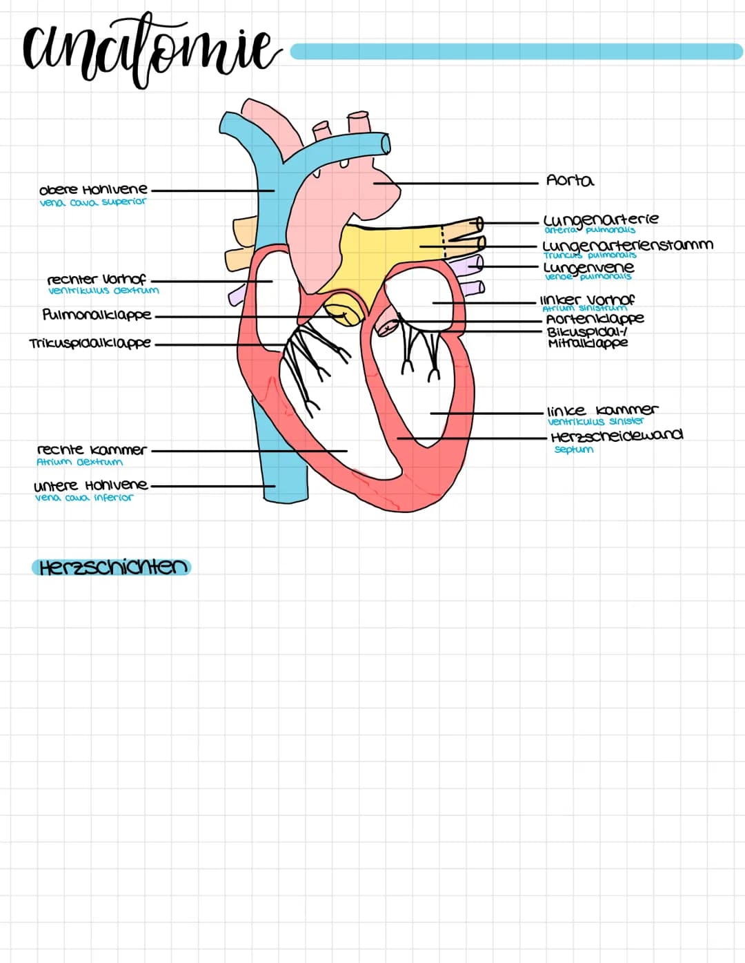 anatomie
obere Honivene
vena cava superior
rechter Vorhof
ventrikulus dextrum
Pulmonalklappe.
Trikuspidalklappe
rechte kammer
Atrium dextrum