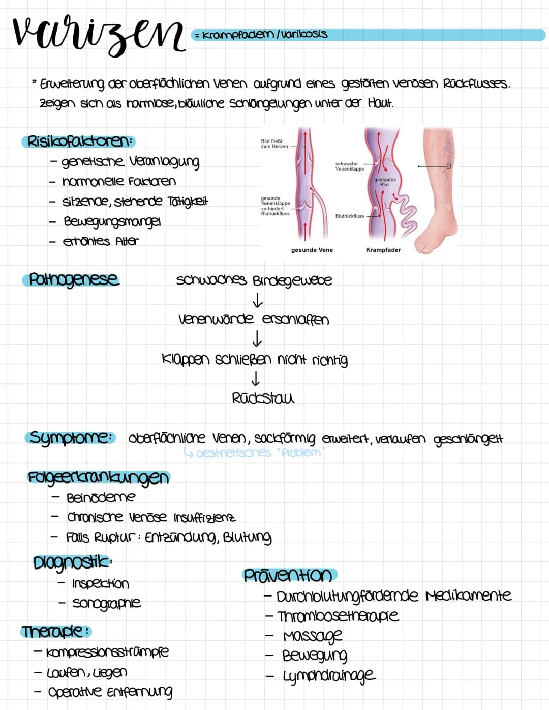 anatomie
obere Honivene
vena cava superior
rechter Vorhof
ventrikulus dextrum
Pulmonalklappe.
Trikuspidalklappe
rechte kammer
Atrium dextrum