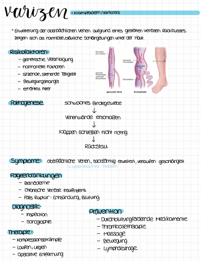 anatomie
obere Honivene
vena cava superior
rechter Vorhof
ventrikulus dextrum
Pulmonalklappe.
Trikuspidalklappe
rechte kammer
Atrium dextrum