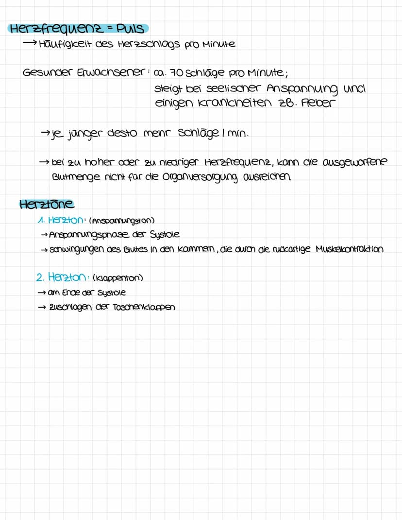 anatomie
obere Honivene
vena cava superior
rechter Vorhof
ventrikulus dextrum
Pulmonalklappe.
Trikuspidalklappe
rechte kammer
Atrium dextrum