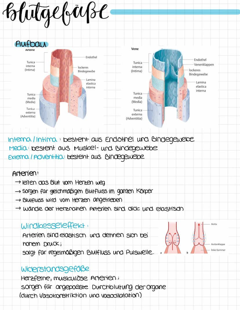anatomie
obere Honivene
vena cava superior
rechter Vorhof
ventrikulus dextrum
Pulmonalklappe.
Trikuspidalklappe
rechte kammer
Atrium dextrum
