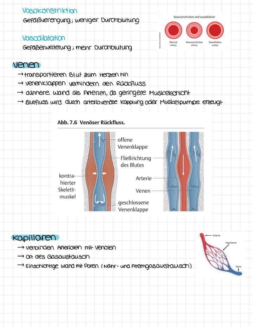 anatomie
obere Honivene
vena cava superior
rechter Vorhof
ventrikulus dextrum
Pulmonalklappe.
Trikuspidalklappe
rechte kammer
Atrium dextrum