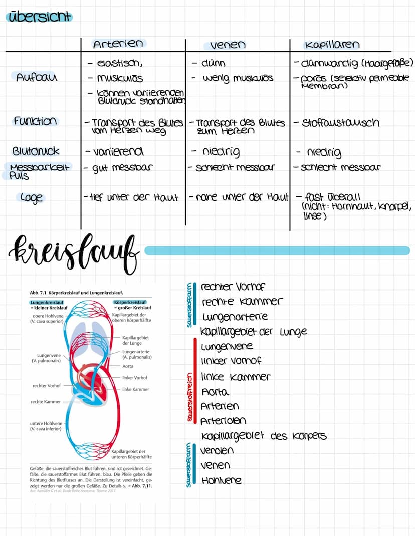 anatomie
obere Honivene
vena cava superior
rechter Vorhof
ventrikulus dextrum
Pulmonalklappe.
Trikuspidalklappe
rechte kammer
Atrium dextrum