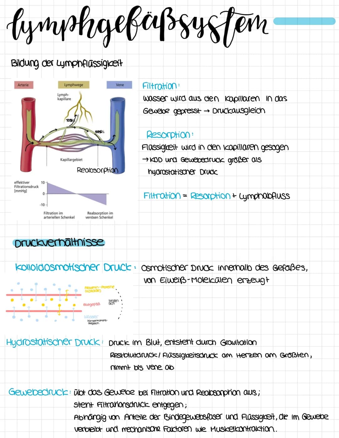 anatomie
obere Honivene
vena cava superior
rechter Vorhof
ventrikulus dextrum
Pulmonalklappe.
Trikuspidalklappe
rechte kammer
Atrium dextrum