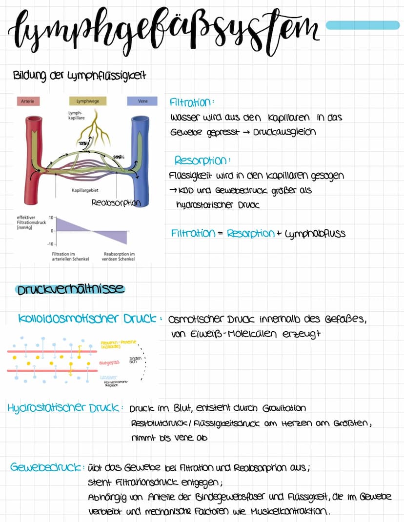 anatomie
obere Honivene
vena cava superior
rechter Vorhof
ventrikulus dextrum
Pulmonalklappe.
Trikuspidalklappe
rechte kammer
Atrium dextrum