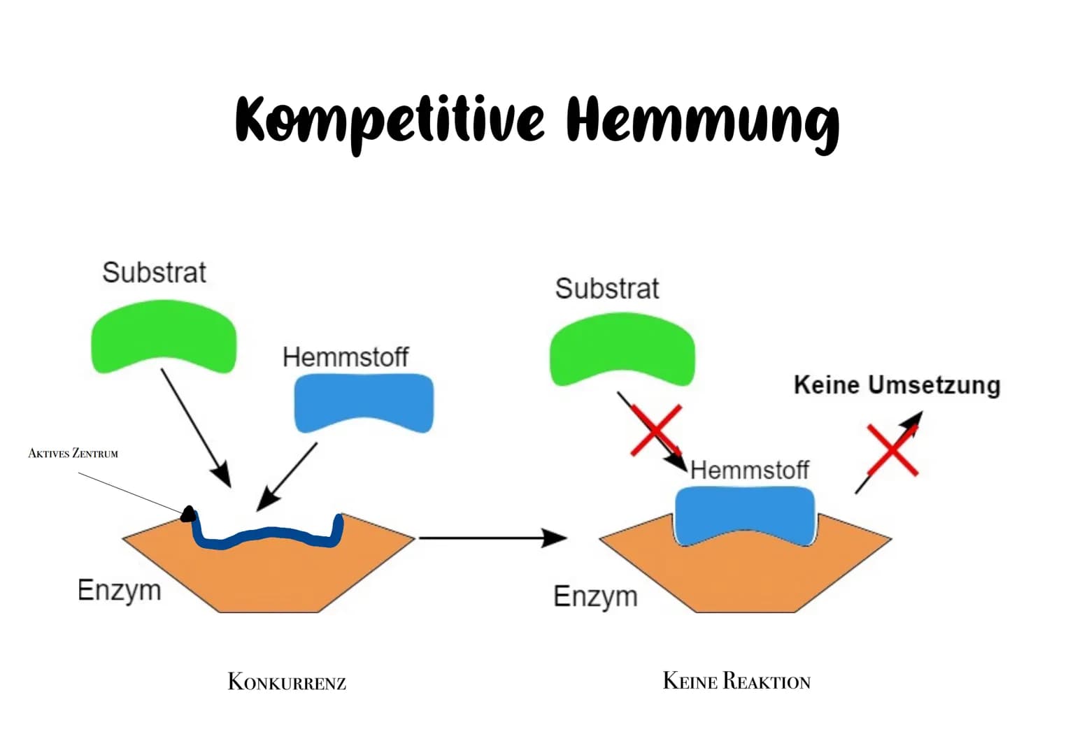 Enzymhemmung ENZYMHEMMUNG
Algemein
Soll ein Enzym nicht mehr arbeiten; also eine best. Reaktion
halalysieren, kann es gehemmt werden.
Nicht 