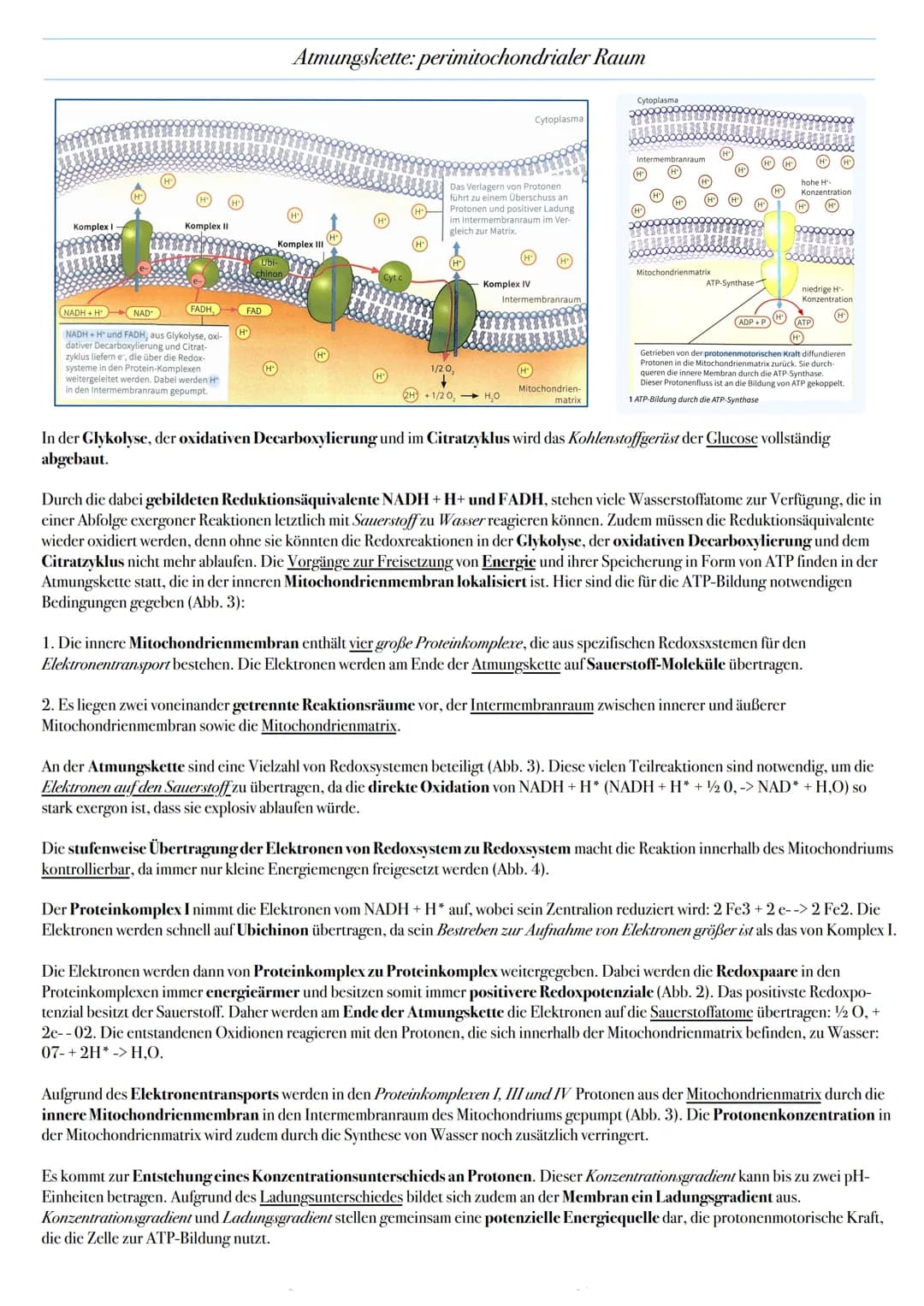 ABITUR: ZELLATMUNG
Biologie Leistungskurs in Niedersachsen
@worth.learning-H.H Ziel: Gewinn von Energie in Form von ATP durch den katabolen
