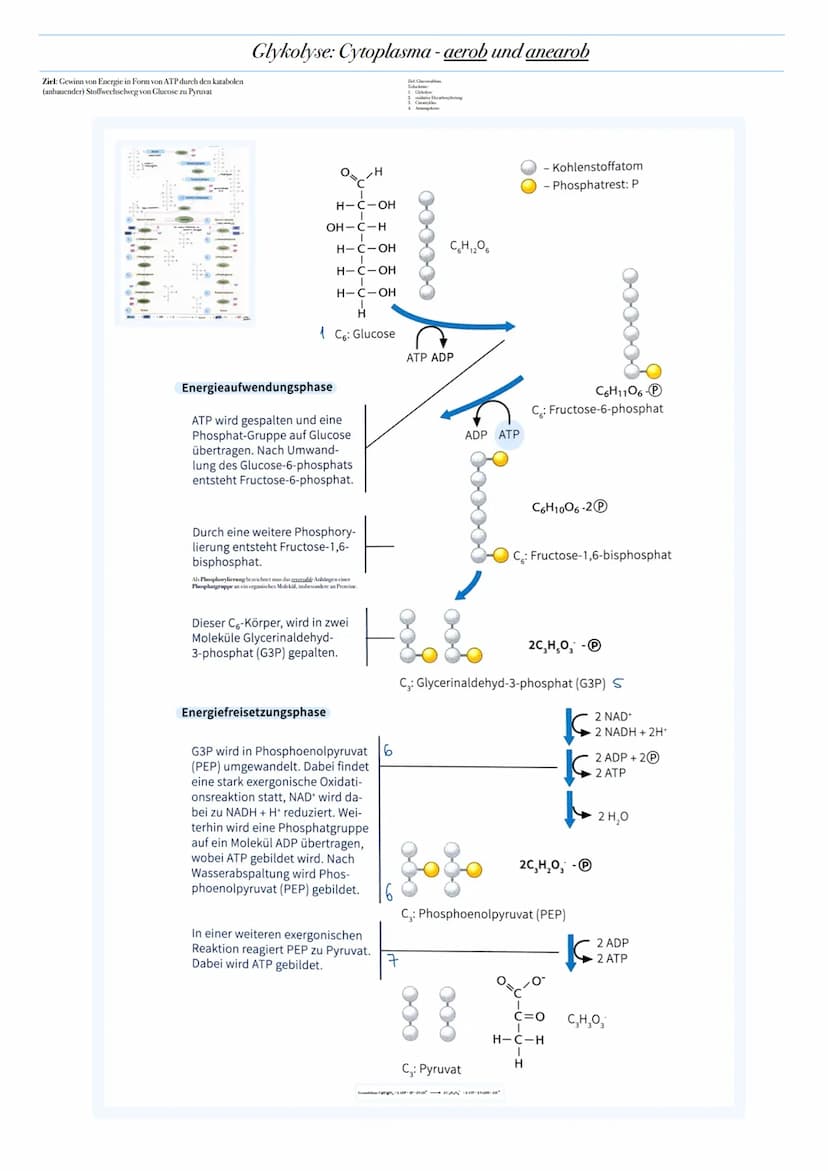 ABITUR: ZELLATMUNG
Biologie Leistungskurs in Niedersachsen
@worth.learning-H.H Ziel: Gewinn von Energie in Form von ATP durch den katabolen
