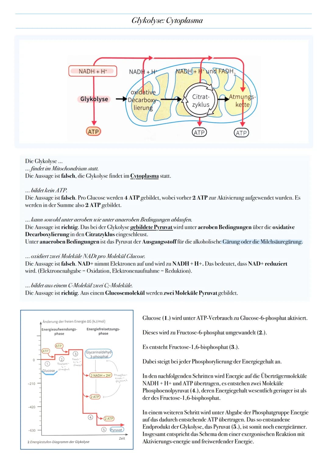 ABITUR: ZELLATMUNG
Biologie Leistungskurs in Niedersachsen
@worth.learning-H.H Ziel: Gewinn von Energie in Form von ATP durch den katabolen
