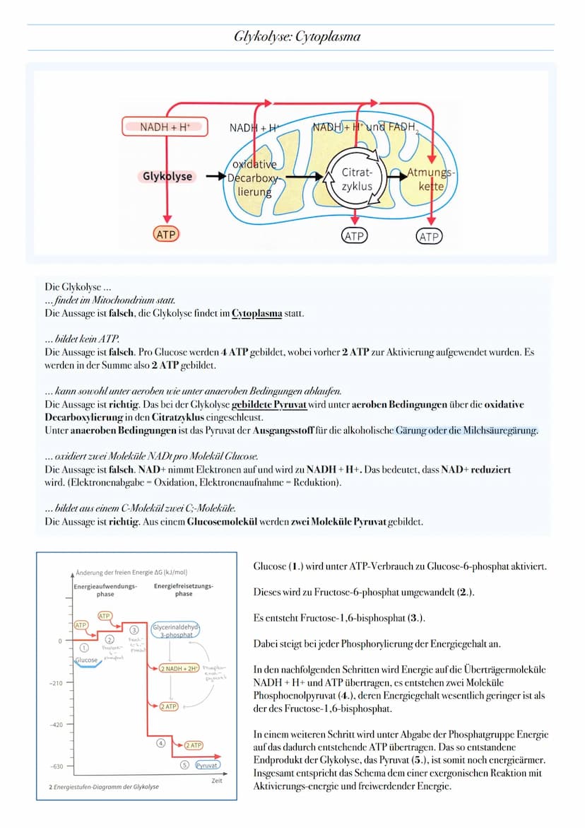 ABITUR: ZELLATMUNG
Biologie Leistungskurs in Niedersachsen
@worth.learning-H.H Ziel: Gewinn von Energie in Form von ATP durch den katabolen
