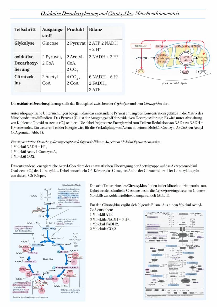 ABITUR: ZELLATMUNG
Biologie Leistungskurs in Niedersachsen
@worth.learning-H.H Ziel: Gewinn von Energie in Form von ATP durch den katabolen
