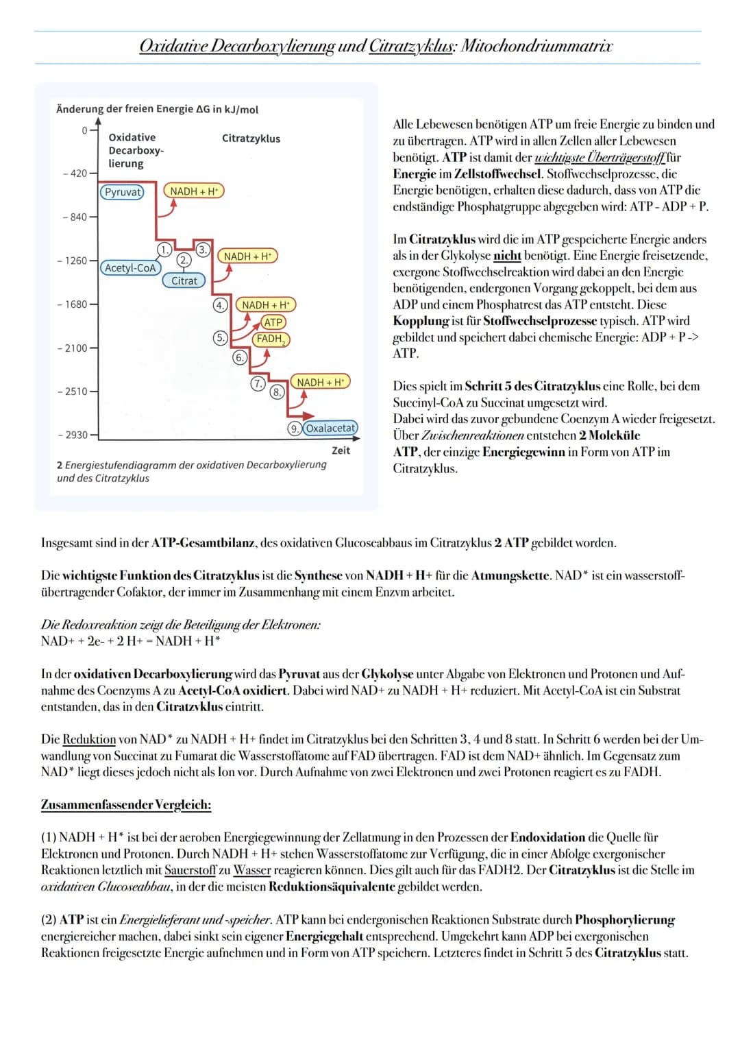 ABITUR: ZELLATMUNG
Biologie Leistungskurs in Niedersachsen
@worth.learning-H.H Ziel: Gewinn von Energie in Form von ATP durch den katabolen
