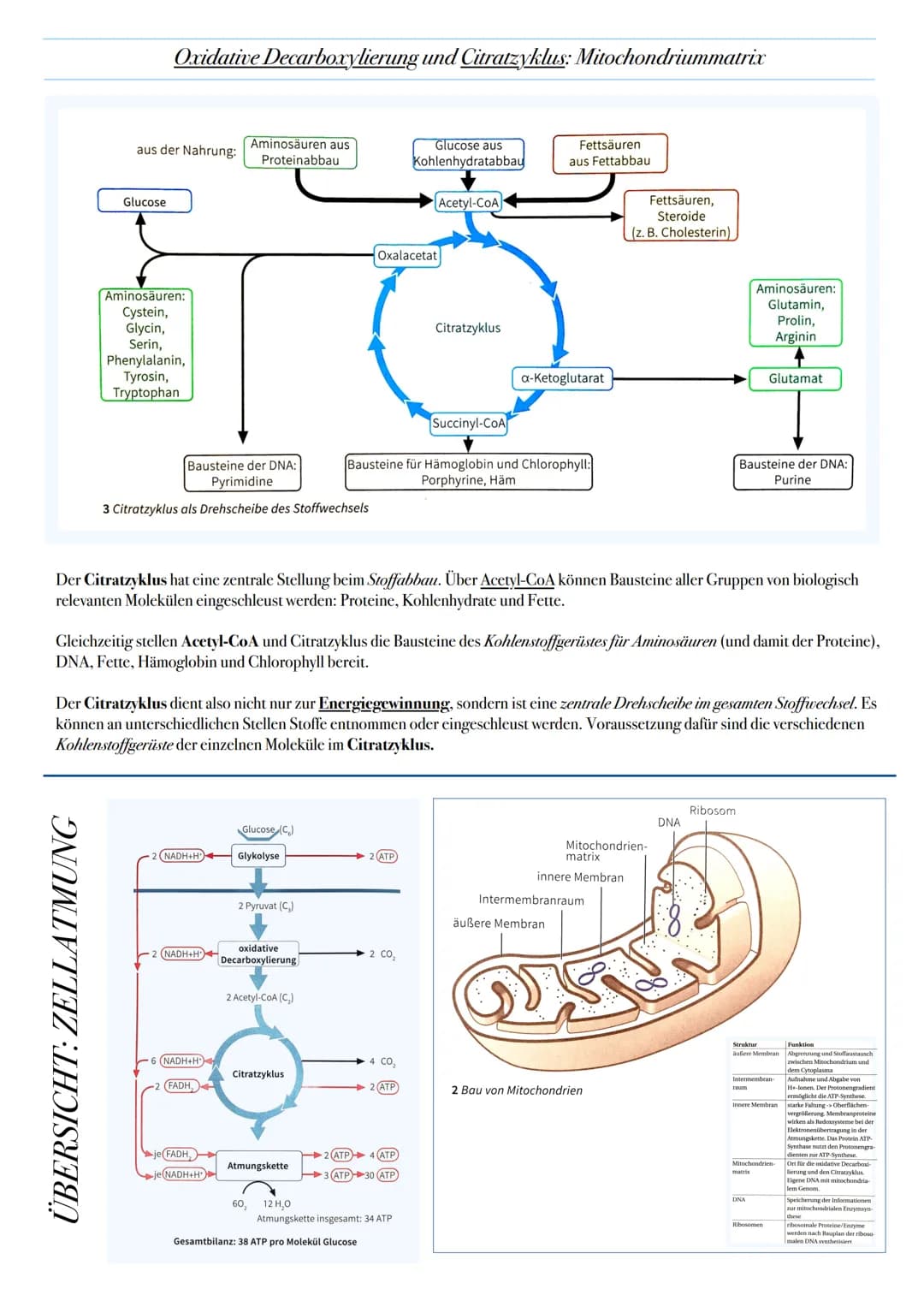 ABITUR: ZELLATMUNG
Biologie Leistungskurs in Niedersachsen
@worth.learning-H.H Ziel: Gewinn von Energie in Form von ATP durch den katabolen
