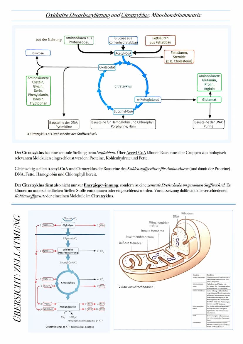 ABITUR: ZELLATMUNG
Biologie Leistungskurs in Niedersachsen
@worth.learning-H.H Ziel: Gewinn von Energie in Form von ATP durch den katabolen
