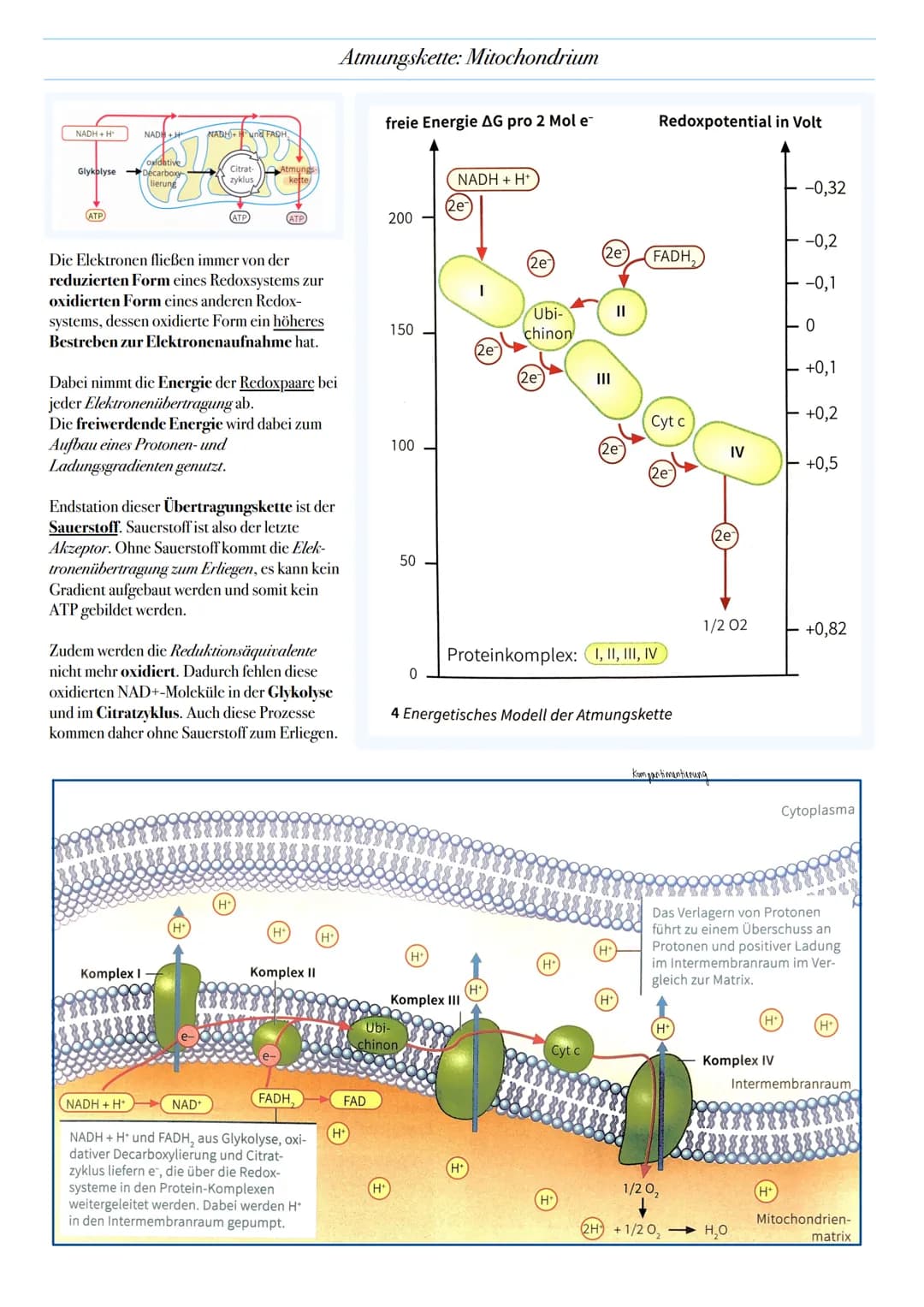 ABITUR: ZELLATMUNG
Biologie Leistungskurs in Niedersachsen
@worth.learning-H.H Ziel: Gewinn von Energie in Form von ATP durch den katabolen
