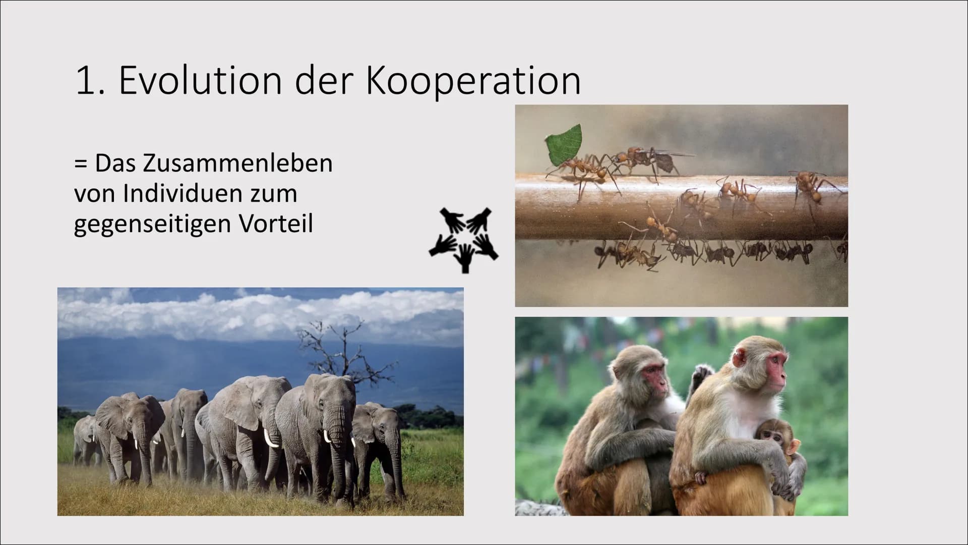 1. Evolution der Kooperation
Das Zusammenleben
von Individuen zum
gegenseitigen Vorteil
= 1. Evolution der Kooperation
Rangordnung und Rudel