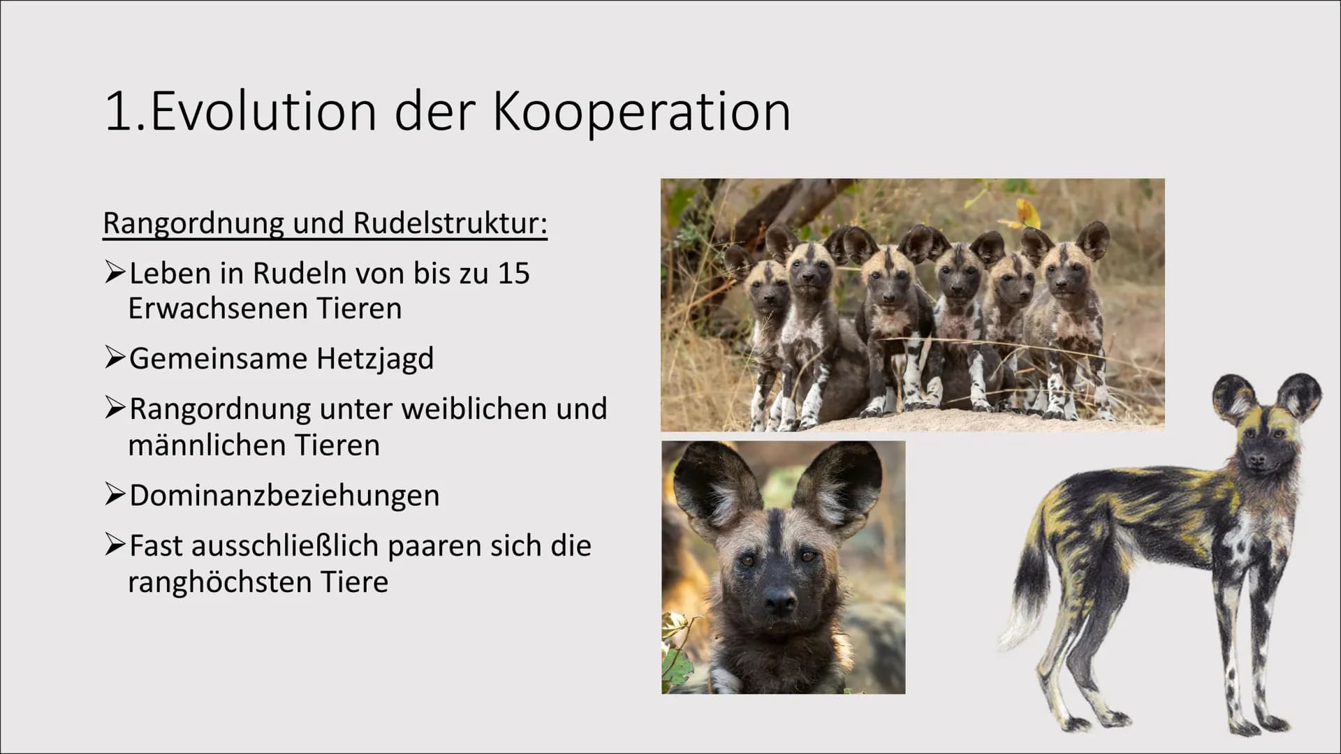 1. Evolution der Kooperation
Das Zusammenleben
von Individuen zum
gegenseitigen Vorteil
= 1. Evolution der Kooperation
Rangordnung und Rudel
