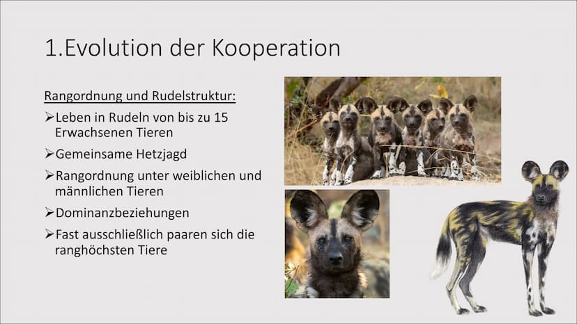 1. Evolution der Kooperation
Das Zusammenleben
von Individuen zum
gegenseitigen Vorteil
= 1. Evolution der Kooperation
Rangordnung und Rudel