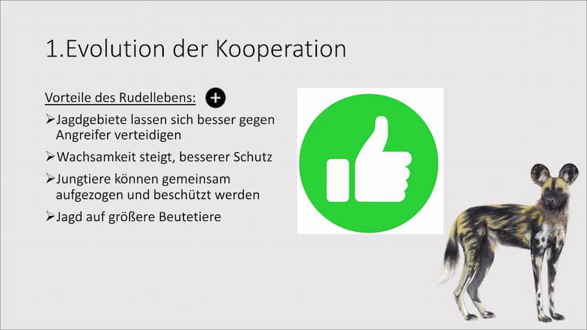1. Evolution der Kooperation
Das Zusammenleben
von Individuen zum
gegenseitigen Vorteil
= 1. Evolution der Kooperation
Rangordnung und Rudel