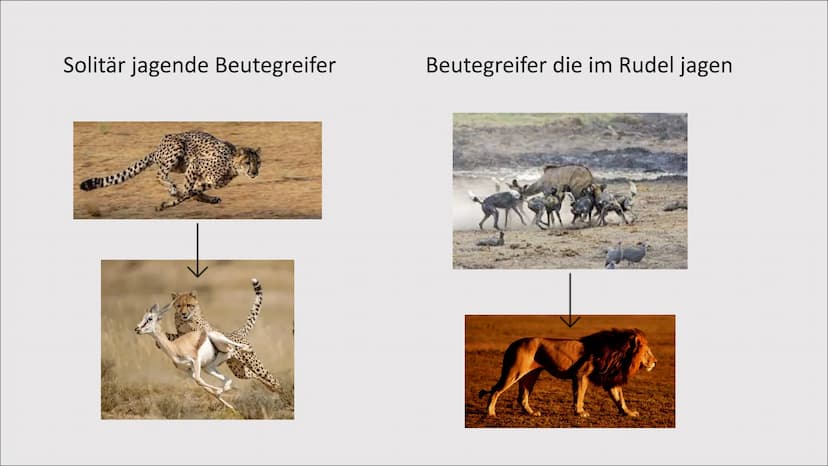 1. Evolution der Kooperation
Das Zusammenleben
von Individuen zum
gegenseitigen Vorteil
= 1. Evolution der Kooperation
Rangordnung und Rudel