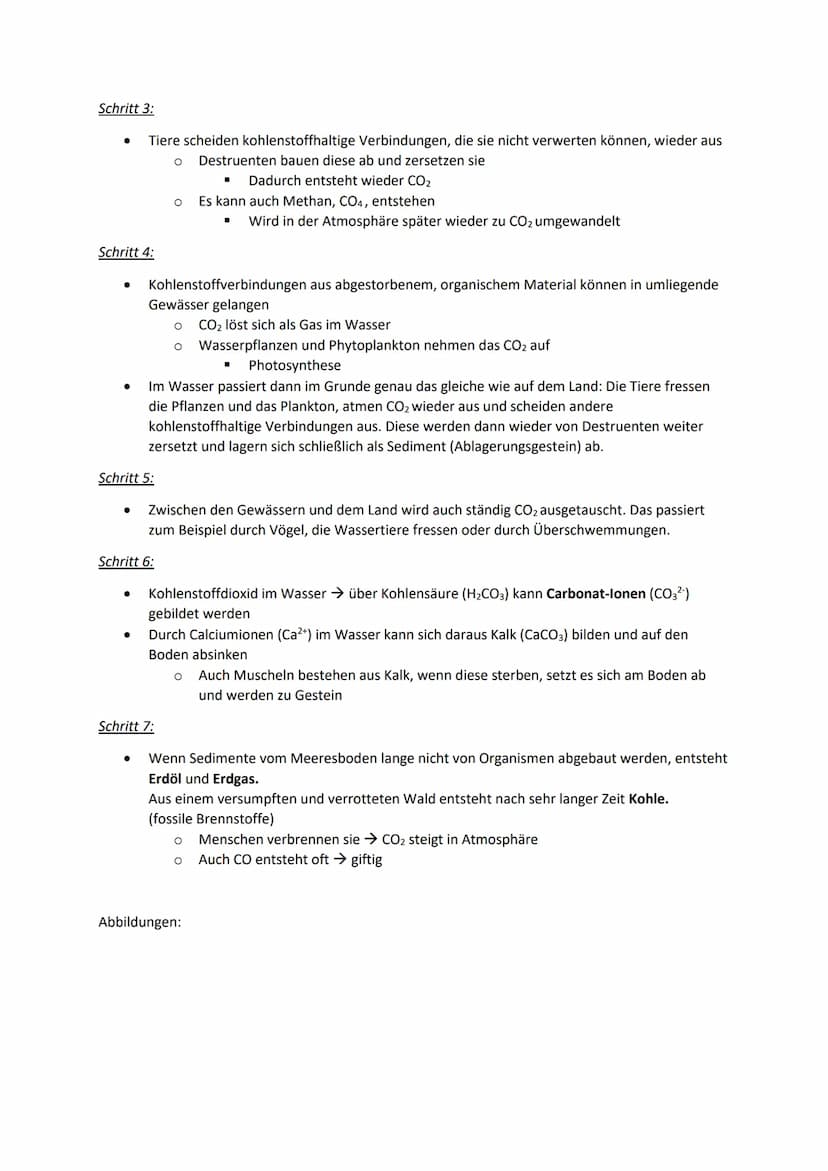 I.
A. Nahrungskette
Biolernzettel Part 1: Ökologie
Nahrungsbeziehungen
Jedes Tier ist ein Teil davon. Nahrungsketten weisen eine lineare Nah
