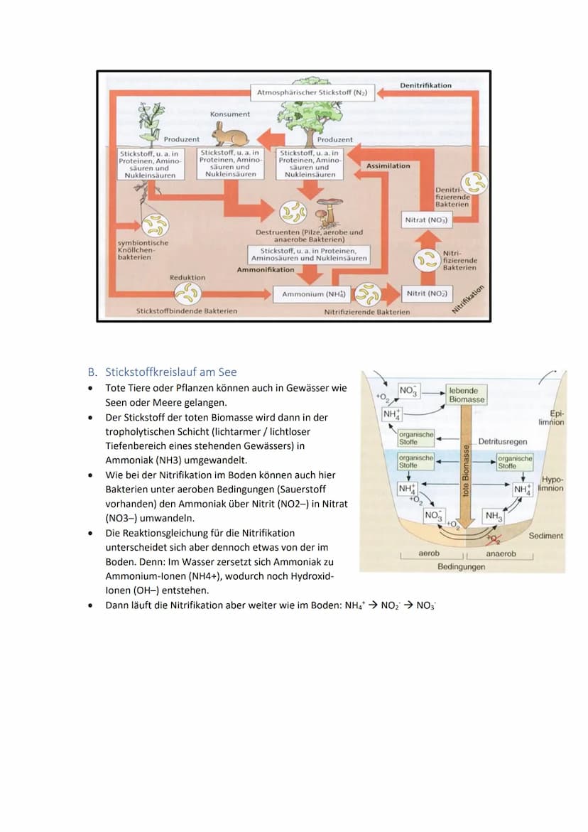 I.
A. Nahrungskette
Biolernzettel Part 1: Ökologie
Nahrungsbeziehungen
Jedes Tier ist ein Teil davon. Nahrungsketten weisen eine lineare Nah