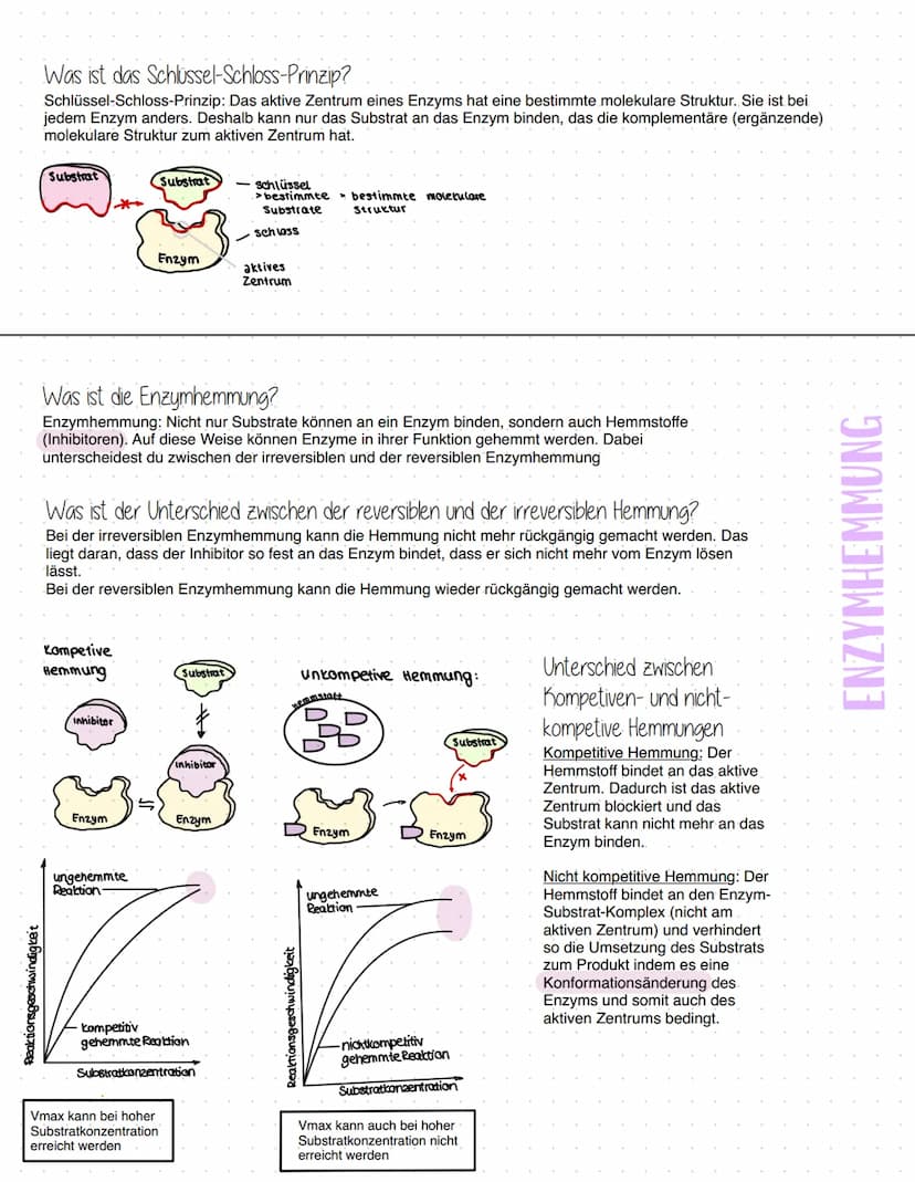 Enzyme
Was sind Enzyme?
Enzyme sind komplexe Moleküle (meist Proteine), die Stoffwechselvorgänge im Körper katalysieren - also
beschleunigen