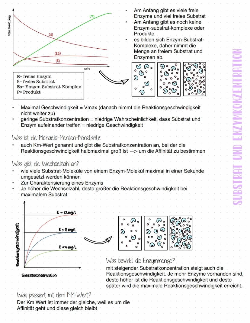 Enzyme
Was sind Enzyme?
Enzyme sind komplexe Moleküle (meist Proteine), die Stoffwechselvorgänge im Körper katalysieren - also
beschleunigen