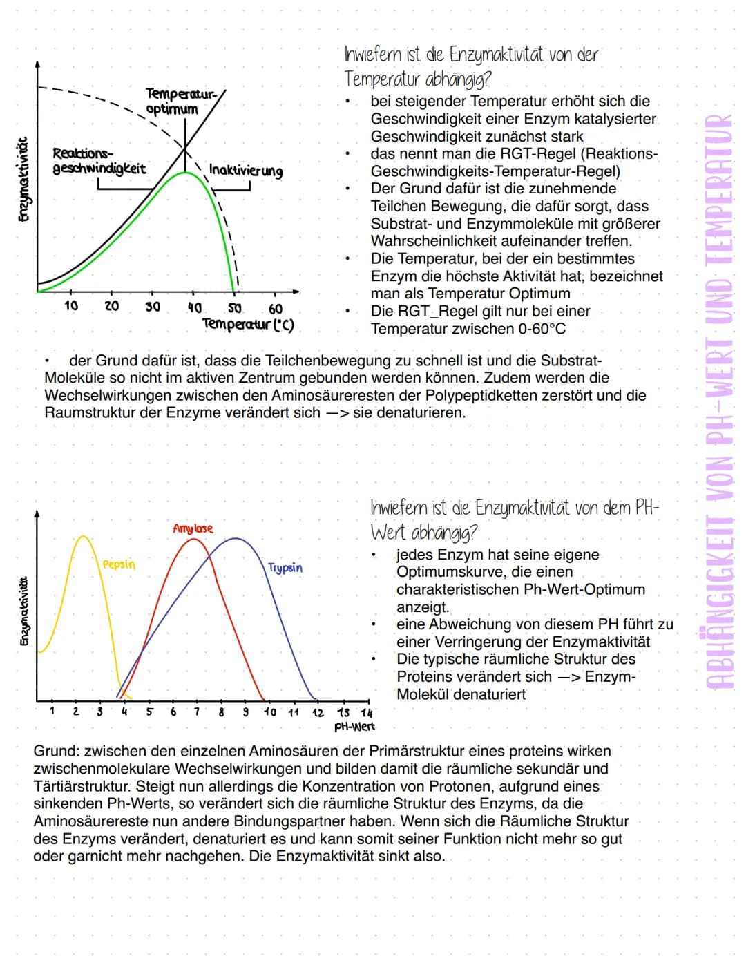Enzyme
Was sind Enzyme?
Enzyme sind komplexe Moleküle (meist Proteine), die Stoffwechselvorgänge im Körper katalysieren - also
beschleunigen
