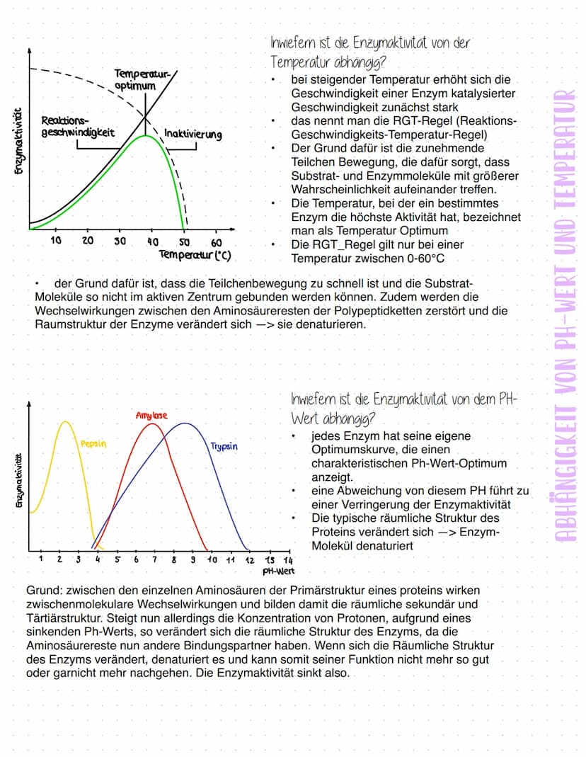 Enzyme
Was sind Enzyme?
Enzyme sind komplexe Moleküle (meist Proteine), die Stoffwechselvorgänge im Körper katalysieren - also
beschleunigen