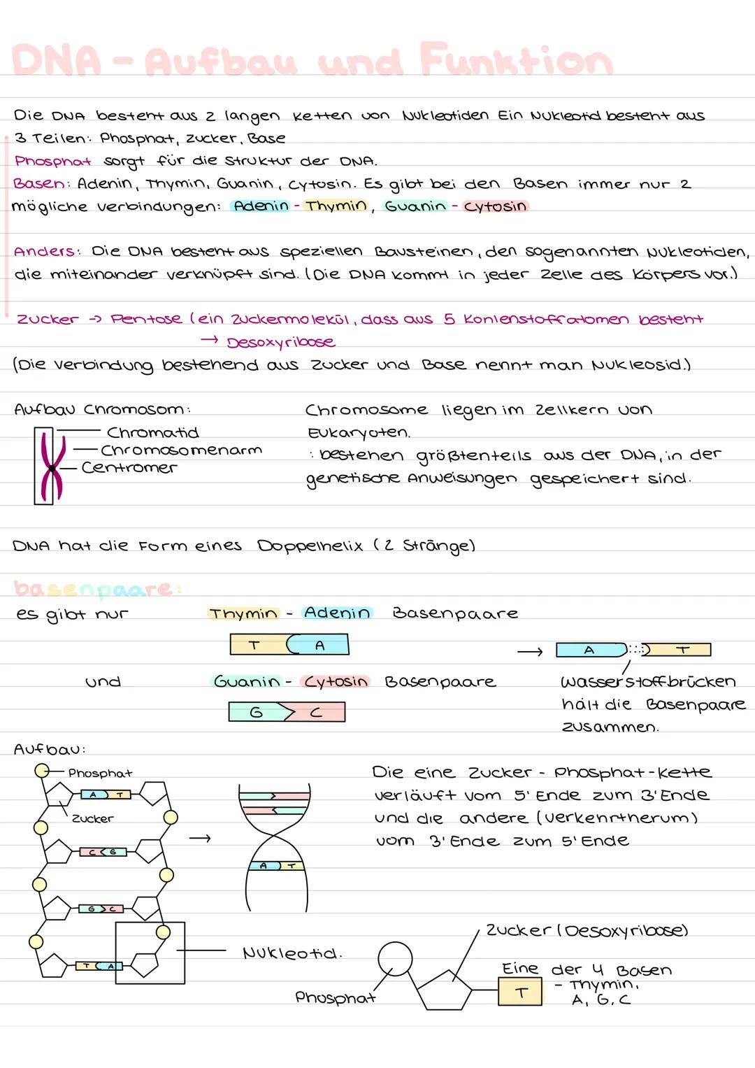 DNA-Aufbau und Funktion
Die DNA bestent aus 2 langen ketten von Nukleotiden Ein Nukleotid besteht aus.
3 Teilen: Phosphat, zucker, Base
Phos