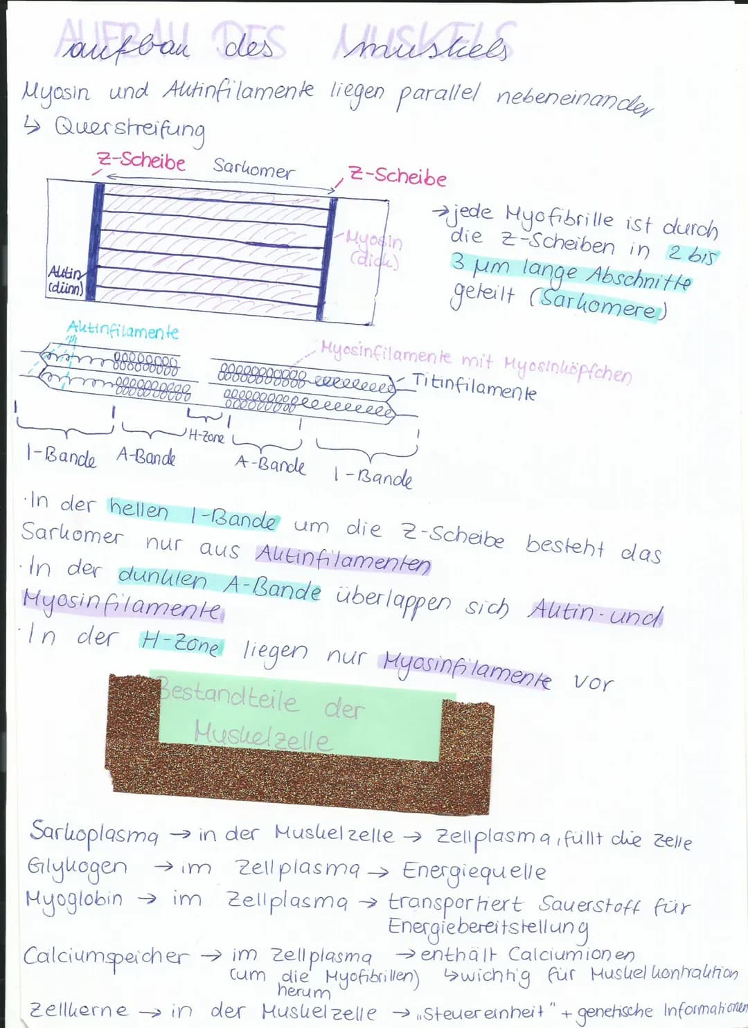P wird freigesetzt
Hyosinkopf wandert
am Altinfilament ent-
lang bis er wieder
in 45° Stellung ist.
x
Muskelkontrabition
1. Myosinkopf docht