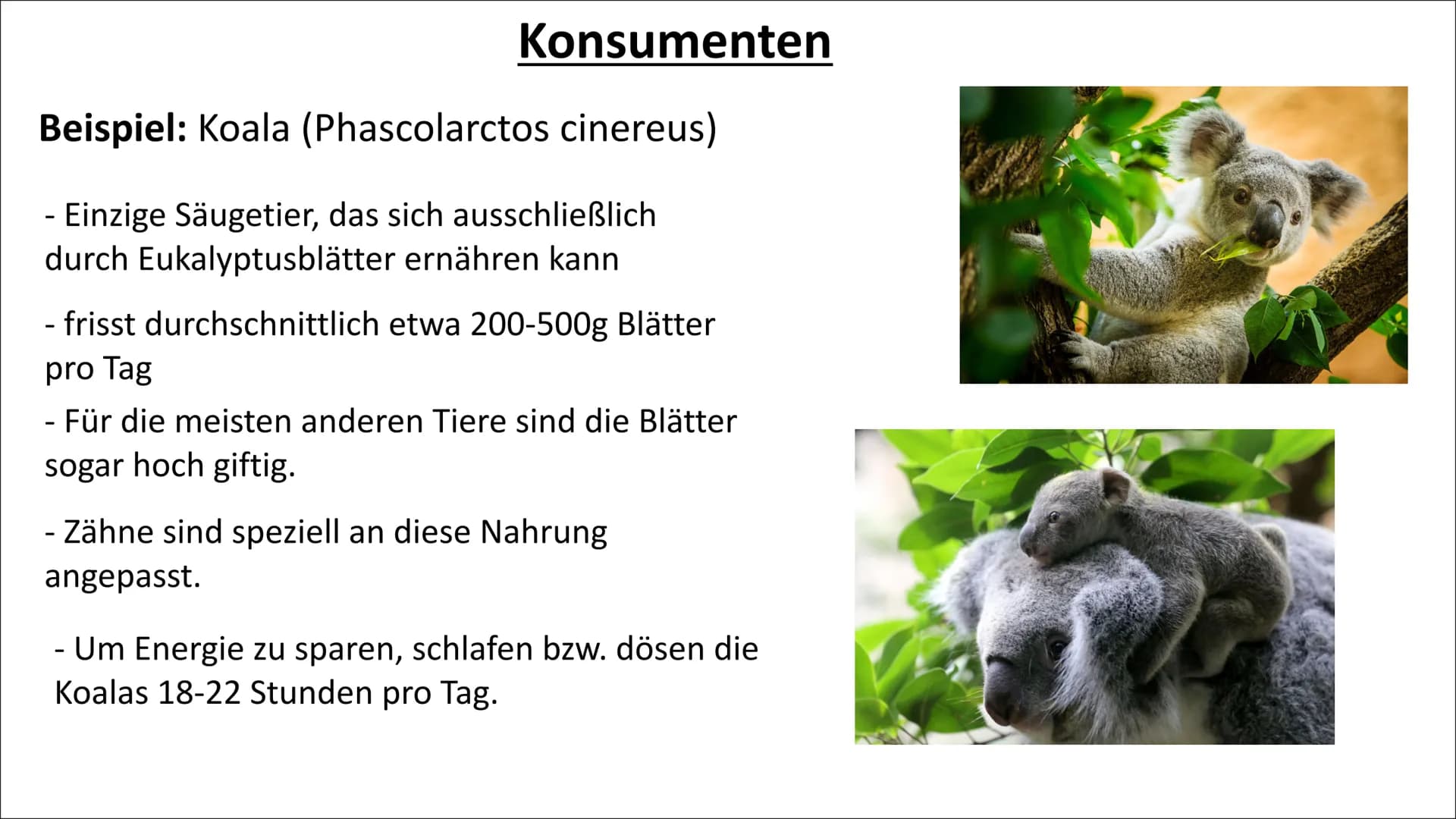 Ökosystem Australien Inhaltsverzeichnis
- Ökosystem Australien
- Entstehung des Ökosystem
Australien
- Symbiose
- Abiotische Faktoren (Klima