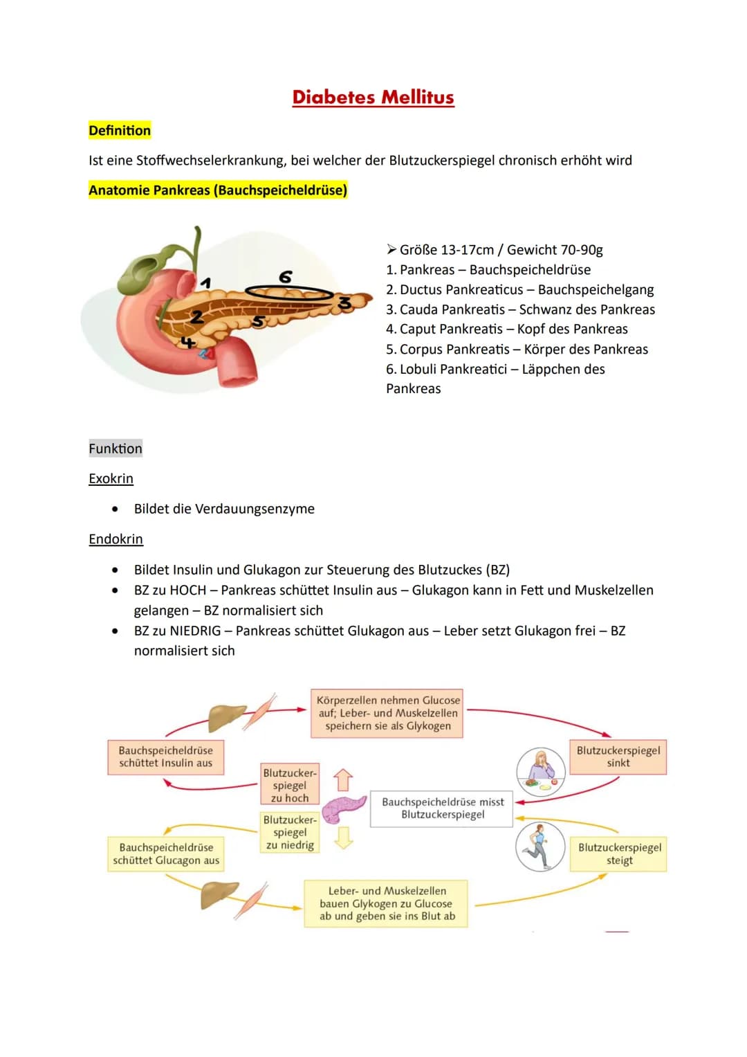 Definition
Ist eine Stoffwechselerkrankung, bei welcher der Blutzuckerspiegel chronisch erhöht wird
Anatomie Pankreas (Bauchspeicheldrüse)
F