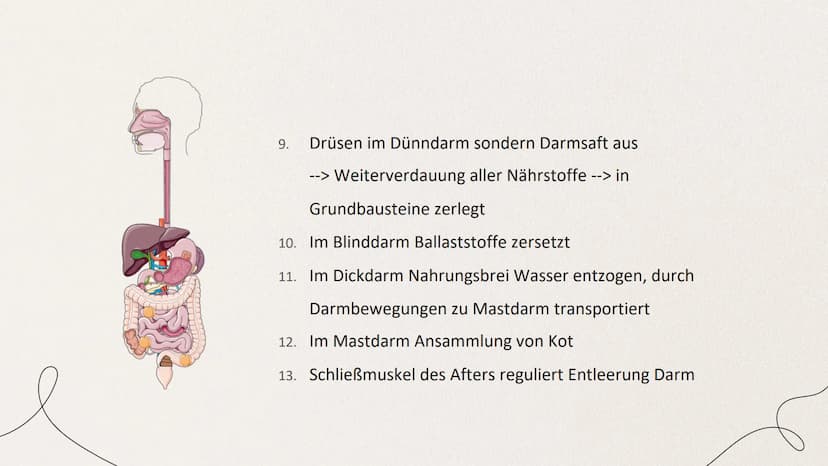 ERNÄHRUNG UND
VERDAUUNG
von Mia Edelmann GLIEDERUNG
1. Organische Stoffe
2. Verdauung des Menschens
2.1 Bau des Verdauungskanals
2.2 Wirkung