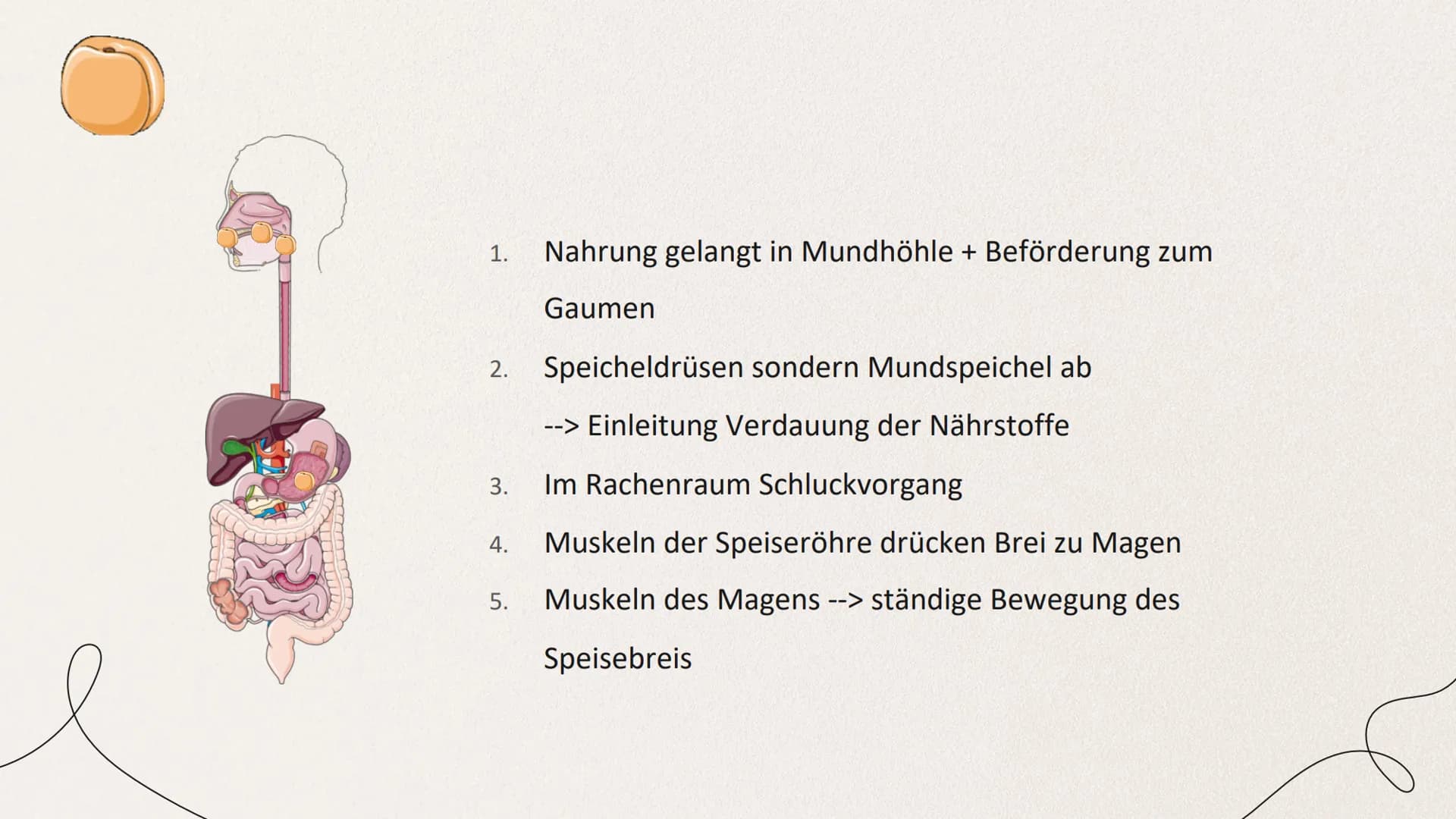 ERNÄHRUNG UND
VERDAUUNG
von Mia Edelmann GLIEDERUNG
1. Organische Stoffe
2. Verdauung des Menschens
2.1 Bau des Verdauungskanals
2.2 Wirkung