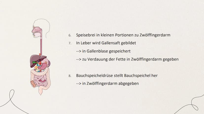 ERNÄHRUNG UND
VERDAUUNG
von Mia Edelmann GLIEDERUNG
1. Organische Stoffe
2. Verdauung des Menschens
2.1 Bau des Verdauungskanals
2.2 Wirkung