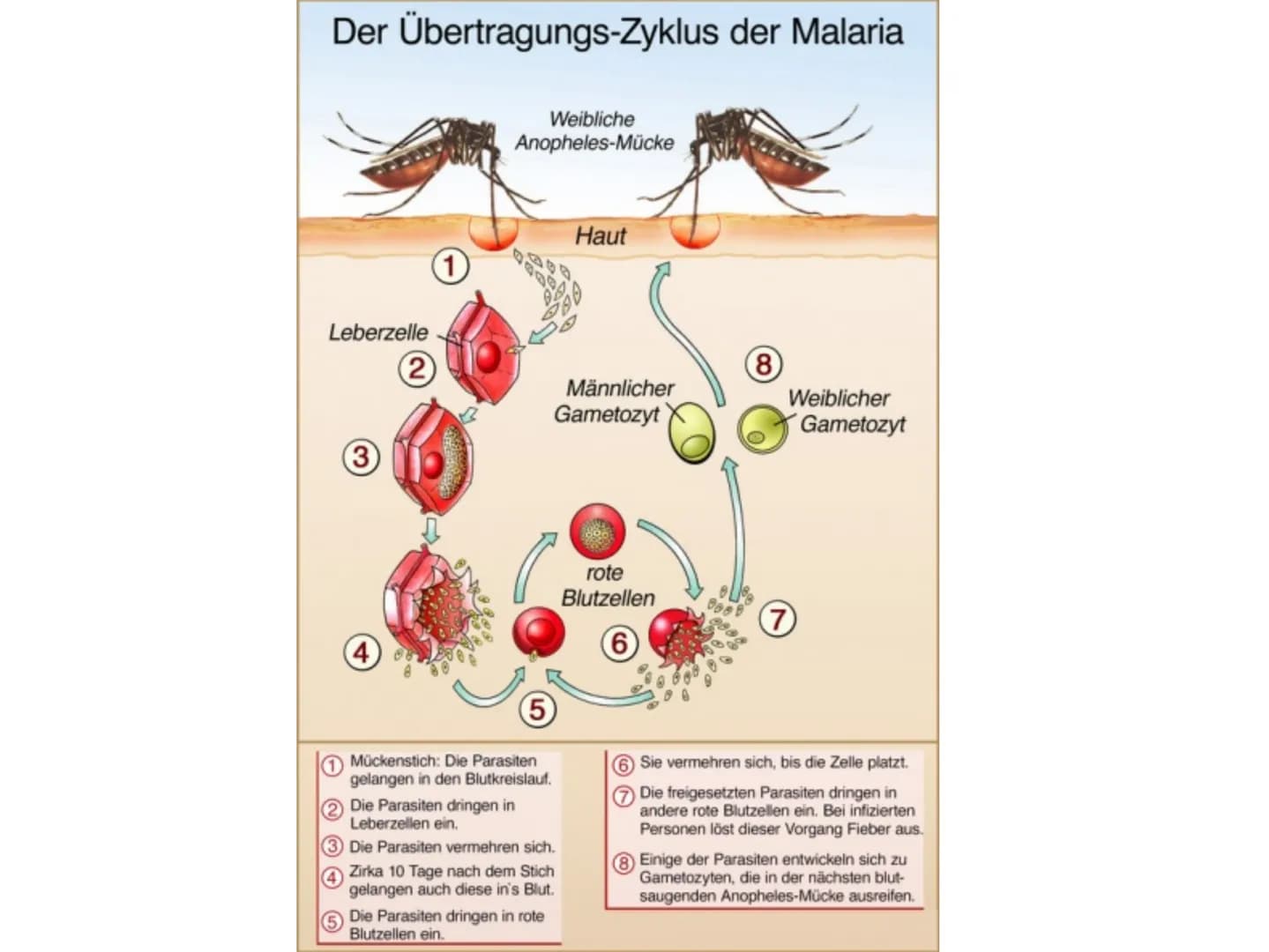 Infektionskrankheit
Malaria Schwerpunkte
• Was ist Malaria?
• Wie infiziert man sich mit Malaria
●
Vermehrungszyklus des Plasmodiums
• Krank