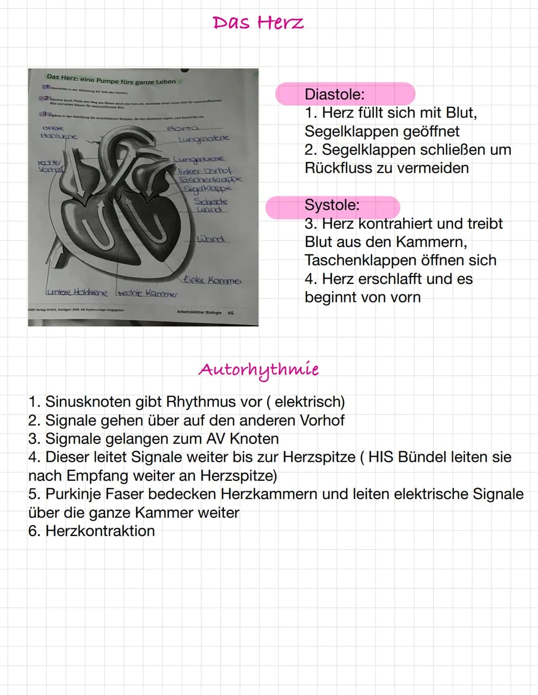 Osmose und Diffusion
Diffusion:
-selbstständige Verteilung durch eigene
Bewegung der Teilchen
-ist zufällig
-> Konzentrationsausgleich mit d