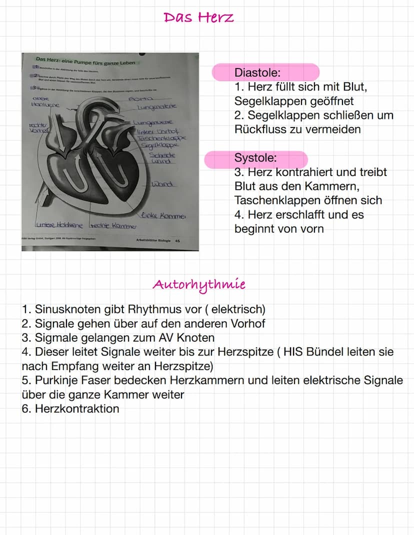 Osmose und Diffusion
Diffusion:
-selbstständige Verteilung durch eigene
Bewegung der Teilchen
-ist zufällig
-> Konzentrationsausgleich mit d
