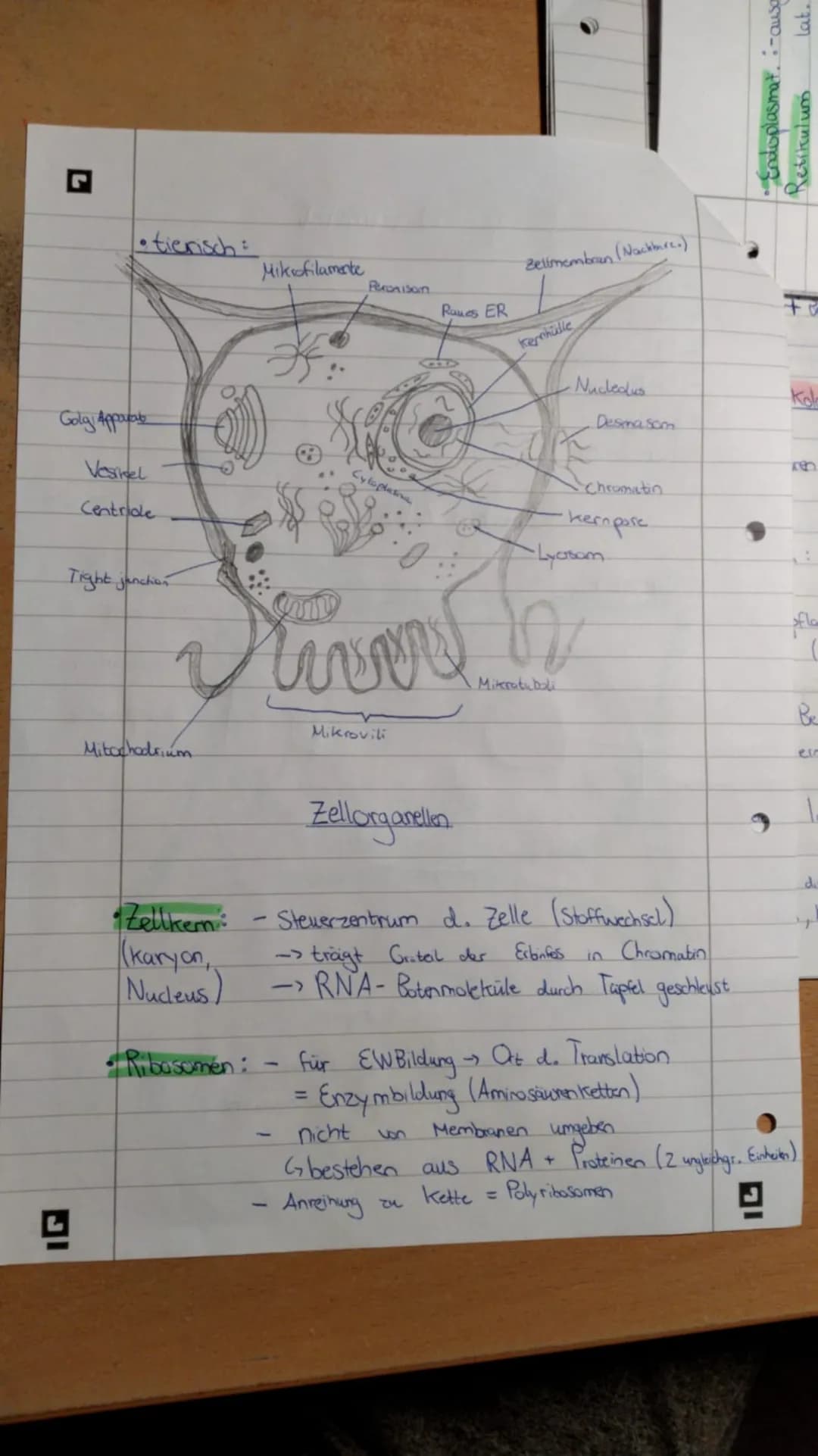 Biologie Lernzettel Q3 (stand: 25.10.2020) Biologie Lernzettel Q1 Biologie Lernzettel Q2 Biologie Lemn zettel Q3
- Okologie: Wichtige Begrif