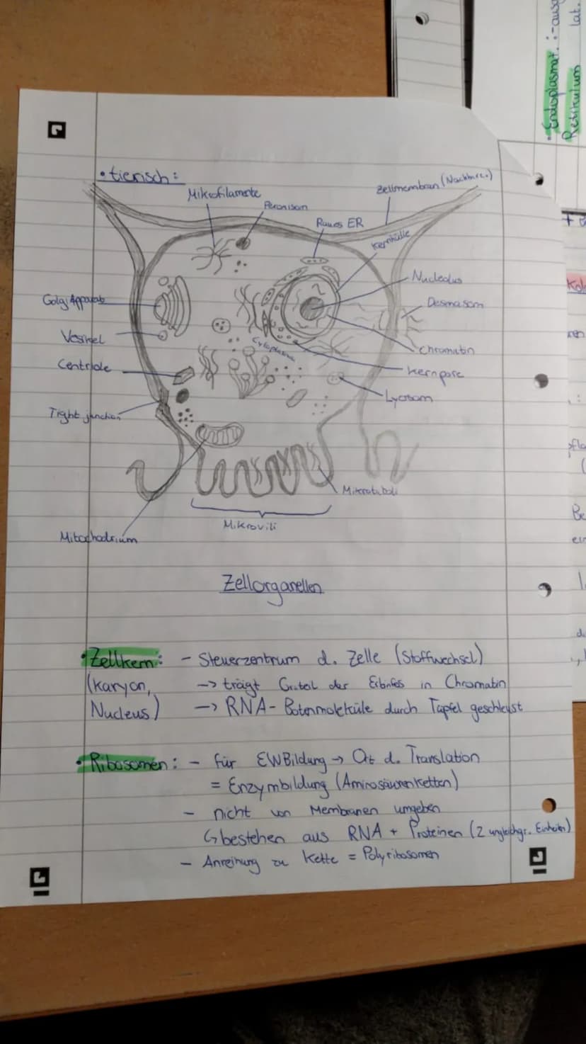 Biologie Lernzettel Q3 (stand: 25.10.2020) Biologie Lernzettel Q1 Biologie Lernzettel Q2 Biologie Lemn zettel Q3
- Okologie: Wichtige Begrif