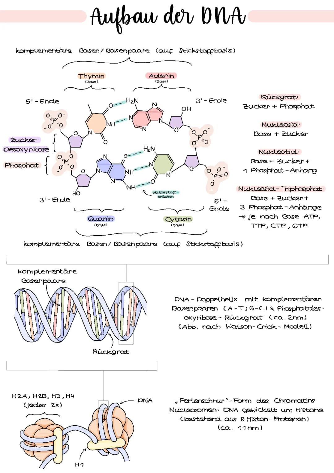 Aufbau DNA/DNS | Genetik