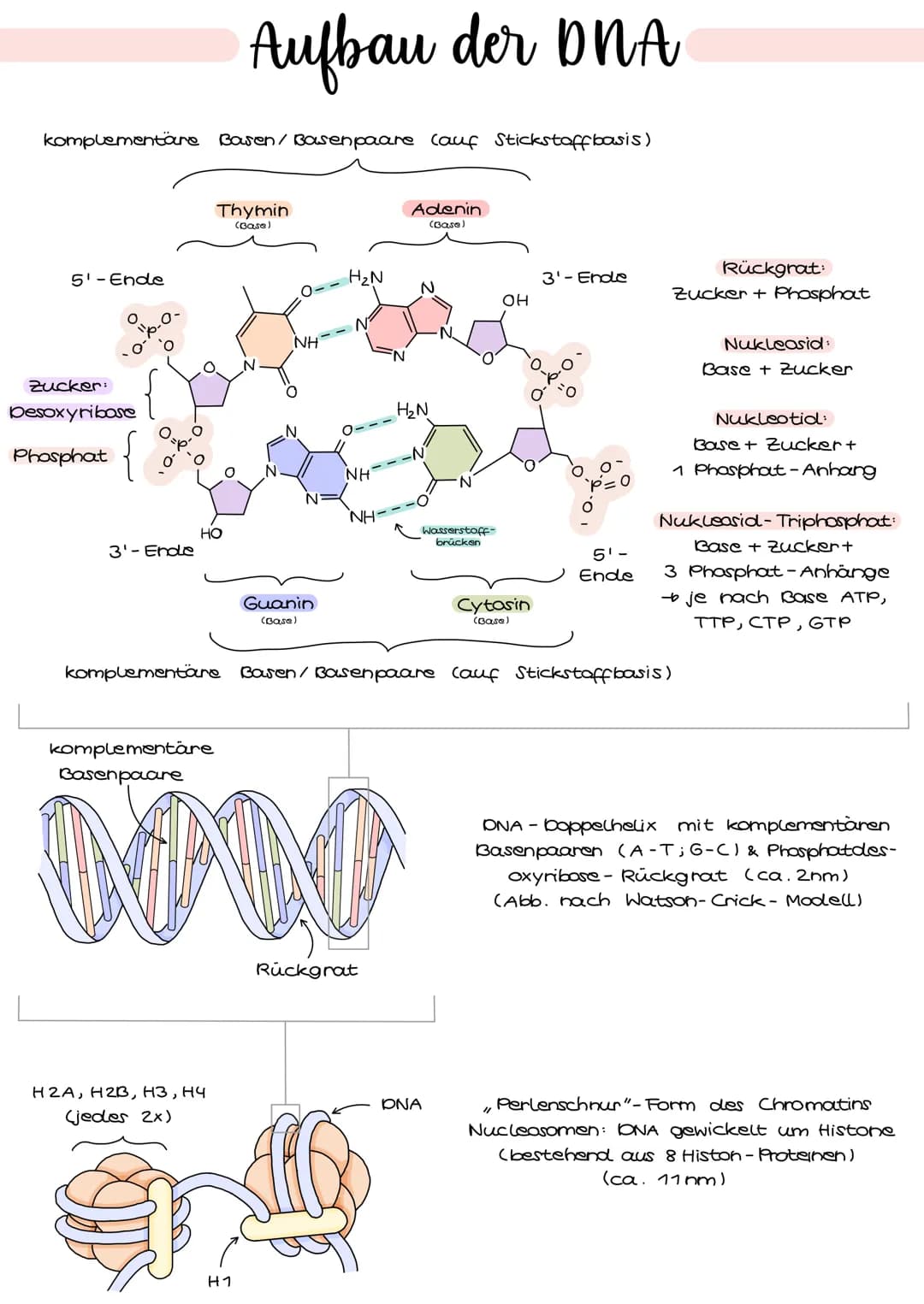 komplementäre Basen / Basenpaare (auf Stickstoffbasis)
5'-Ende
Zucker:
besoxyribose
Phosphat
{
3'-Ende
HO
Aufbau der DNA
Thymin
(Base)
H2A, 