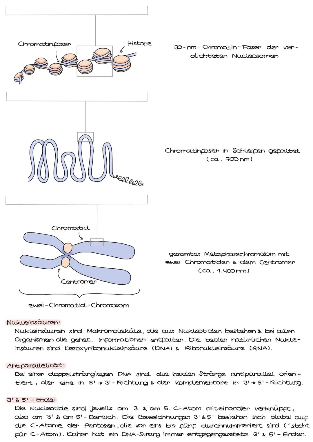 komplementäre Basen / Basenpaare (auf Stickstoffbasis)
5'-Ende
Zucker:
besoxyribose
Phosphat
{
3'-Ende
HO
Aufbau der DNA
Thymin
(Base)
H2A, 