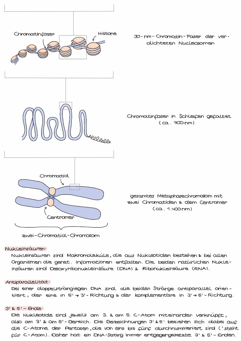 komplementäre Basen / Basenpaare (auf Stickstoffbasis)
5'-Ende
Zucker:
besoxyribose
Phosphat
{
3'-Ende
HO
Aufbau der DNA
Thymin
(Base)
H2A, 