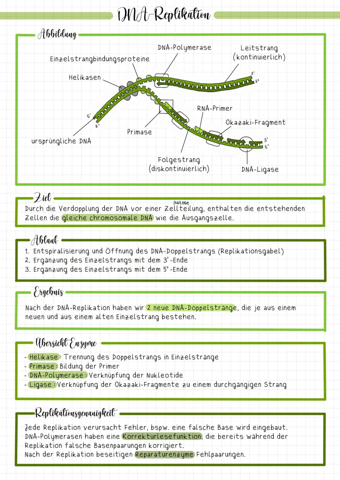 •Abbildung
Einzelstrangbindungsproteine
Helikasen
MMA-Replikation
ursprüngliche DNA
Primase
DNA-Polymerase
RNA-Primer
Folgestrang
(diskontin