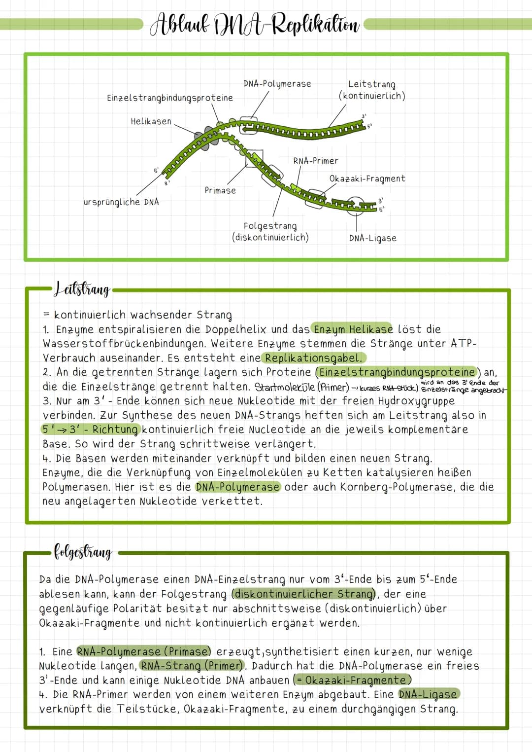 •Abbildung
Einzelstrangbindungsproteine
Helikasen
MMA-Replikation
ursprüngliche DNA
Primase
DNA-Polymerase
RNA-Primer
Folgestrang
(diskontin